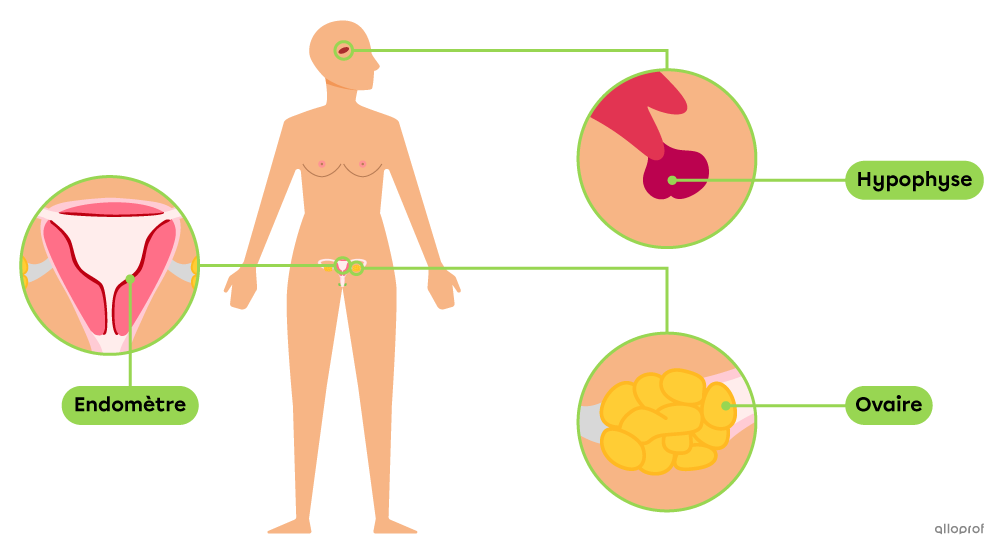 L’hypophyse dans le cerveau ainsi que les ovaires et l’endomètre dans le système reproducteur féminin sont des structures impliquées dans les cycles ovarien et menstruel.