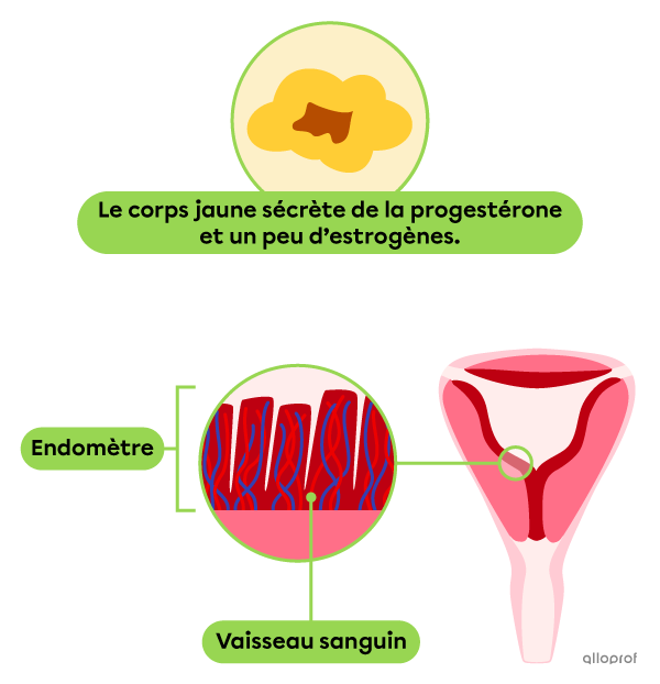 L’endomètre est à son épaisseur maximale.