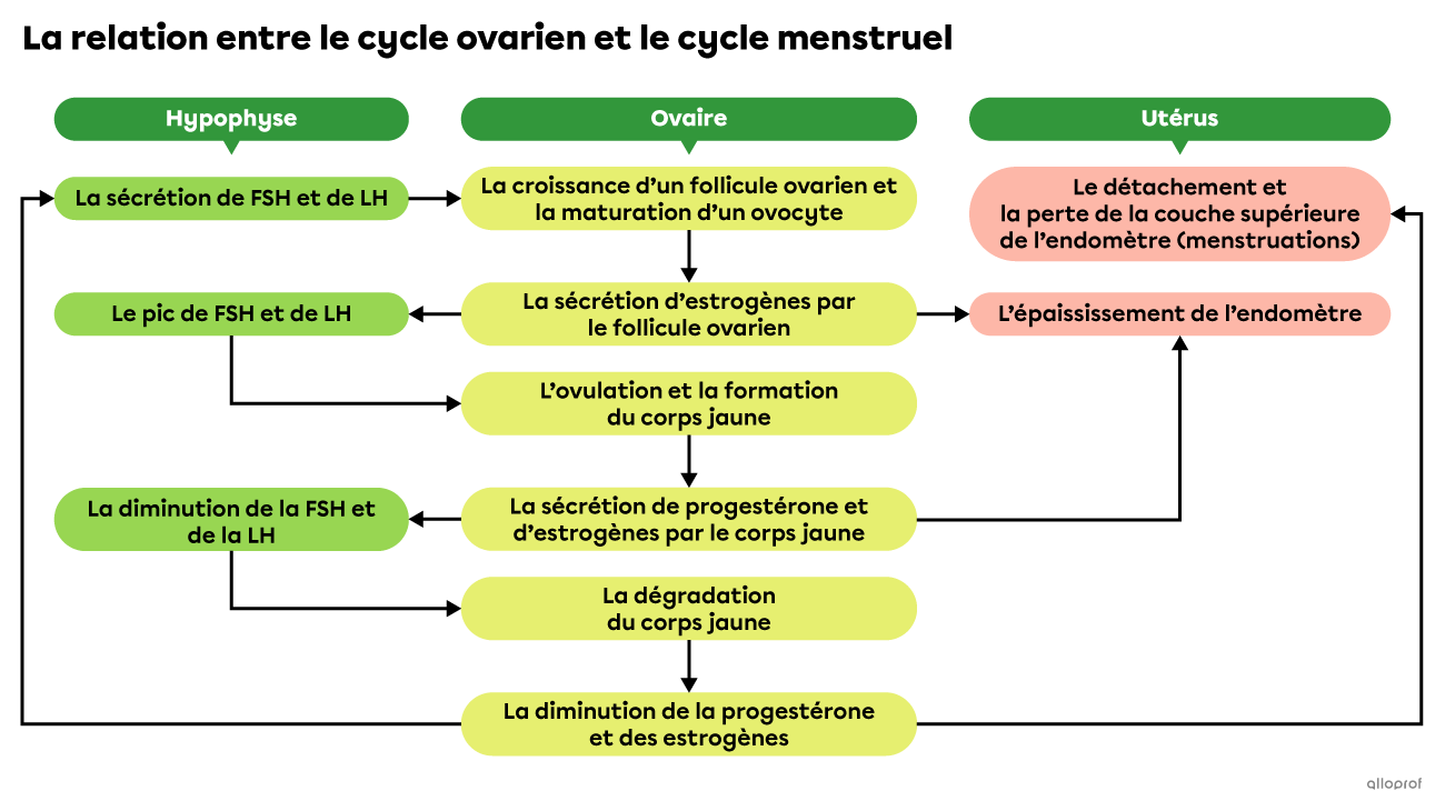 L’hypophyse, l’un des deux ovaires, et l’utérus subissent une série de changements compris dans les cycles ovarien et menstruel.