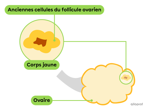 Le corps jaune est une petite masse irrégulière de couleur jaune avec un centre plus foncé.