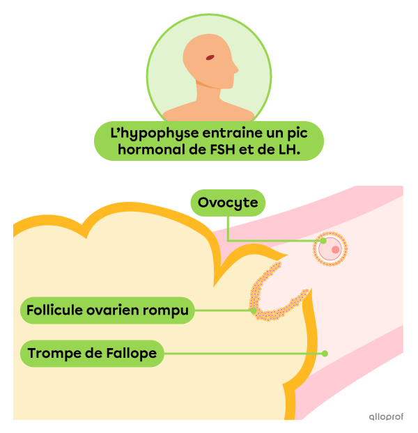 Le follicule ovarien est rompu et l’ovocyte est expulsé vers la trompe de Fallope.
