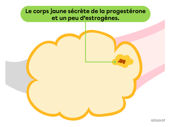 Les cellules du follicule ovarien rompu forment une petite masse jaune.