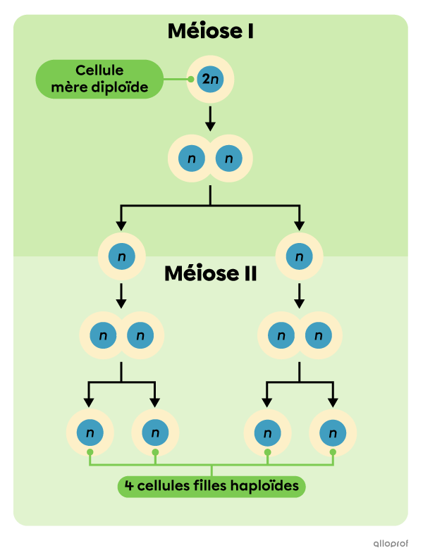 Schéma simplifié de la méiose 1 et de la méiose 2.