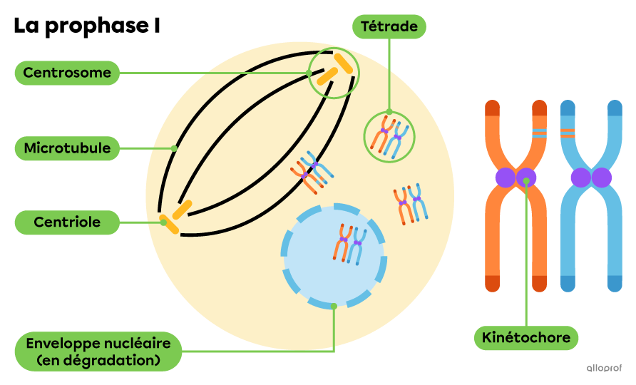 Lors de la prophase 1, la chromatine répliquée s’associe en tétrades de chromosomes homologues et celles-ci sont évacuées dans le cytoplasme.