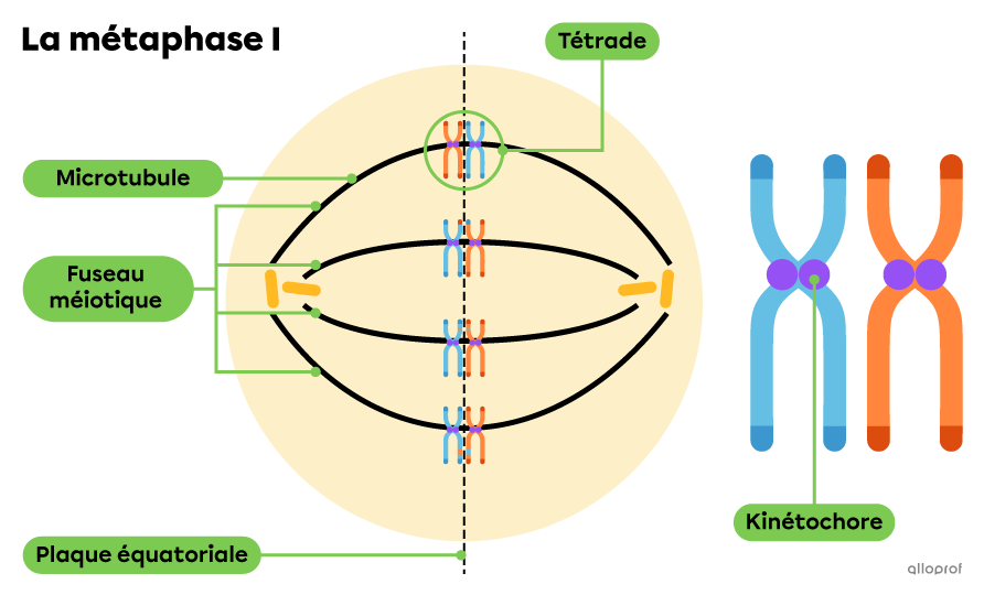 Les tétrades sont alignées au centre de la cellule le long de la plaque équatoriale.