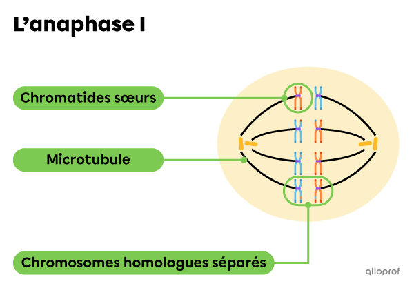 Les chromosomes homologues sont attirés vers les pôles de la cellule.