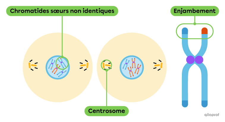 Deux cellules filles génétiquement non identiques.