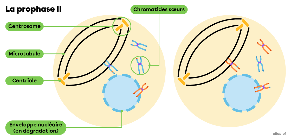 Les chromatides sœurs sont évacuées dans le cytoplasme et un deuxième fuseau méiotique se forme.
