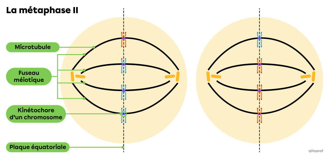 Les chromatides sœurs sont alignées au centre de la cellule le long de la plaque équatoriale.