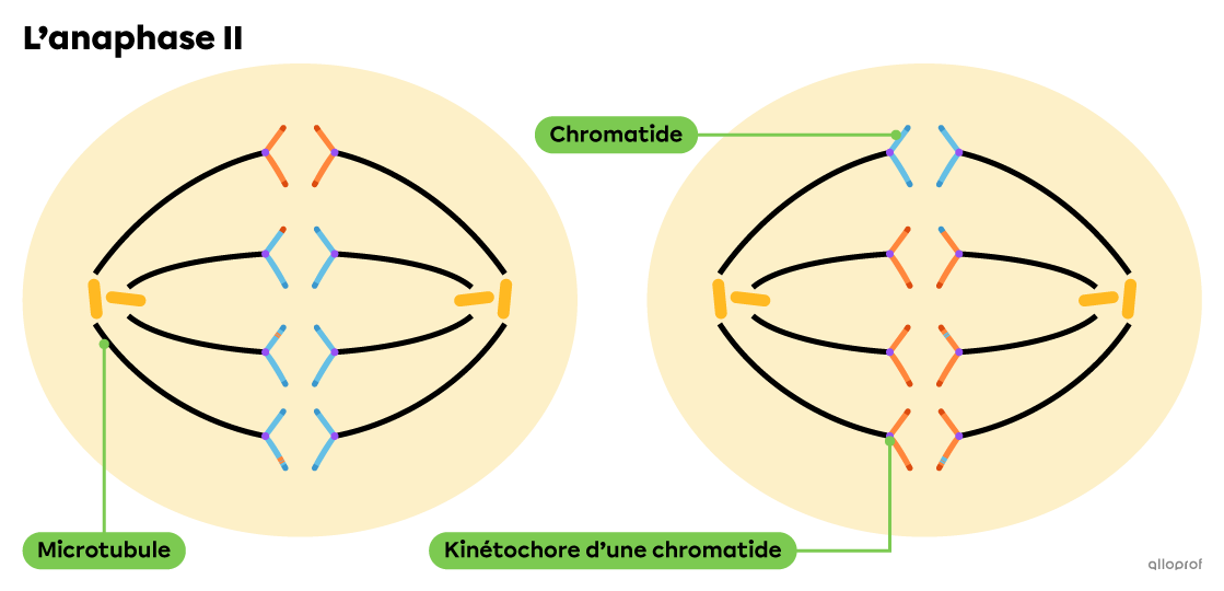 Les deux cellules filles obtenues à la méiose 1 subissent la séparation de leurs paires de chromatides sœurs.