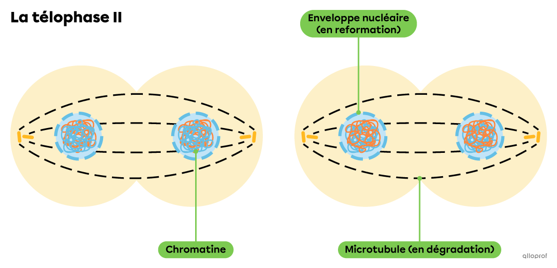 Les deux cellules filles obtenues à la méiose 1 complètent chacune leur deuxième division pour obtenir quatre cellules filles.
