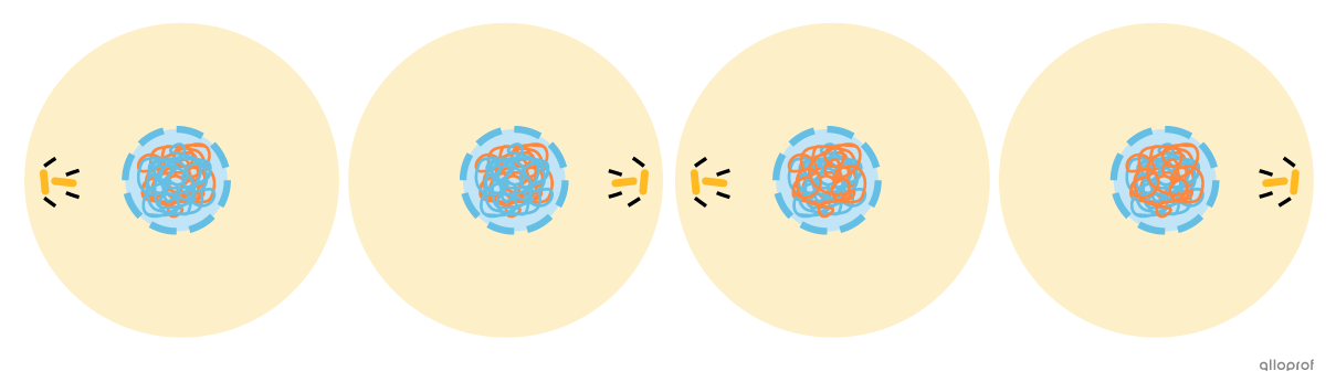 Quatre cellules filles haploïdes génétiquement différentes.