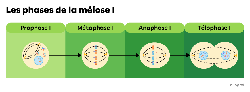 La prophase 1, la métaphase 1, l’anaphase 1 et la télophase 1 sont les phases de la méiose 1.