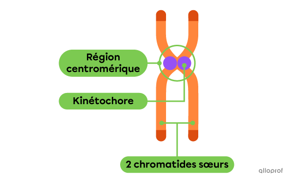 Les chromatides sœurs sont deux chromosomes identiques. Ils sont reliés au centre par deux en forme de boule : les kinétochores.