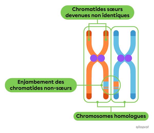 Une paire de chromatides sœurs provenant du parent 1 est associée à la paire homologue de chromatides sœurs provenant du parent 2.