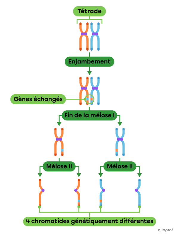 Les gènes échangés par enjambement sont représentés par une zone bleue sur une chromatide orange et une zone orange sur une chromatide bleue.