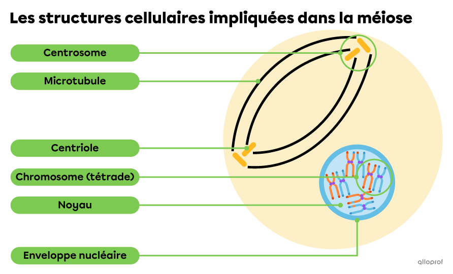 Les centrosomes, les centrioles, les microtubules, l’enveloppe nucléaire et le noyau sont des structures cellulaires impliquées dans la méiose.