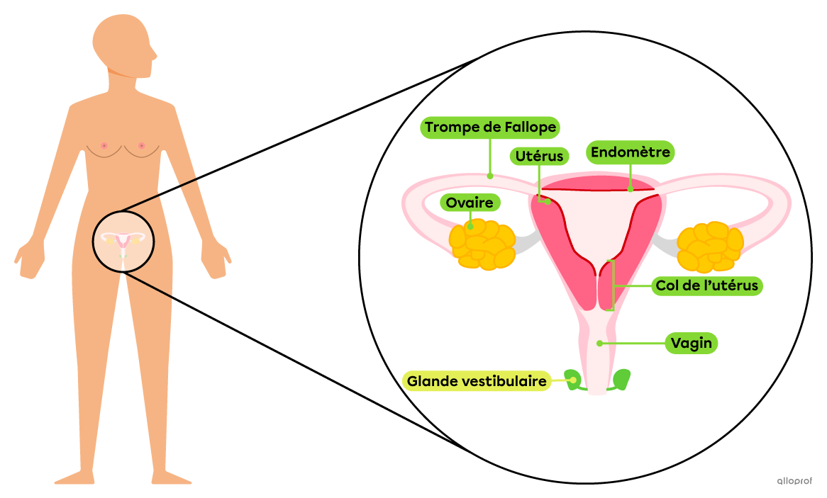 Les ovaires, les trompes de Fallope, l’utérus, l’endomètre, le col de l’utérus et le vagin font partie des organes génitaux internes et les glandes vestibulaires font partie des organes génitaux externes du système reproducteur féminin.