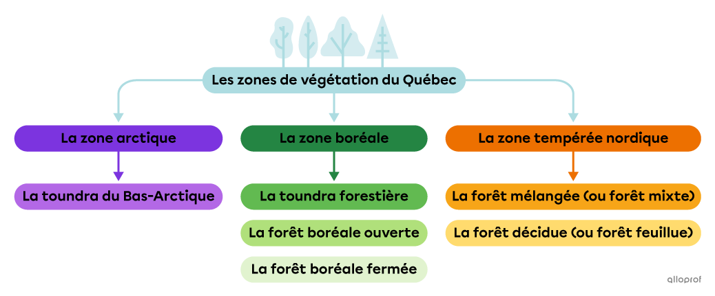 Un schéma présentant les zones de végétation du Québec.