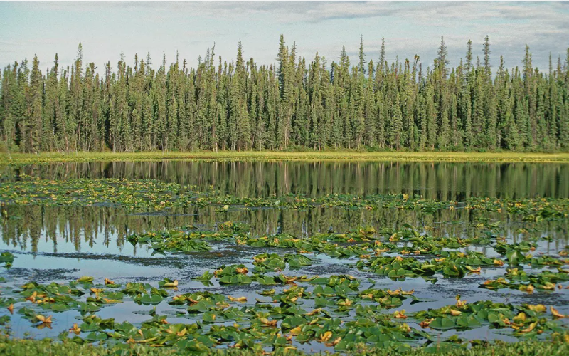 A marsh in the boreal forest.