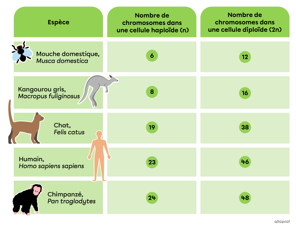 Les nombres de chromosomes pour des cellules haploïdes (n) et diploïdes (2n) sont les suivants : 6 et 12 pour la mouche domestique, 8 et 16 pour le kangourou gris, 19 et 38 pour le chat, 23 et 46 pour l’humain et 24 et 48 pour le chimpanzé.