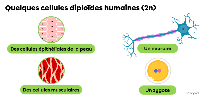 Des cellules de la peau, un neurone, des cellules musculaires et un zygote.