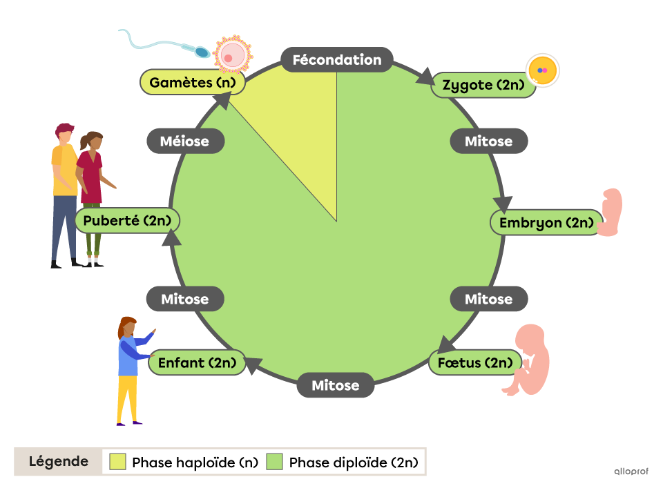 Lors de la fécondation de deux gamètes haploïdes, on obtient un zygote diploïde. Ce zygote initie la première de multiples mitoses qui permettent sa croissance et son développement en embryon, en fœtus, en enfant, puis en une personne adolescente qui, dès la puberté, produira des gamètes haploïdes à l’aide de la méiose.