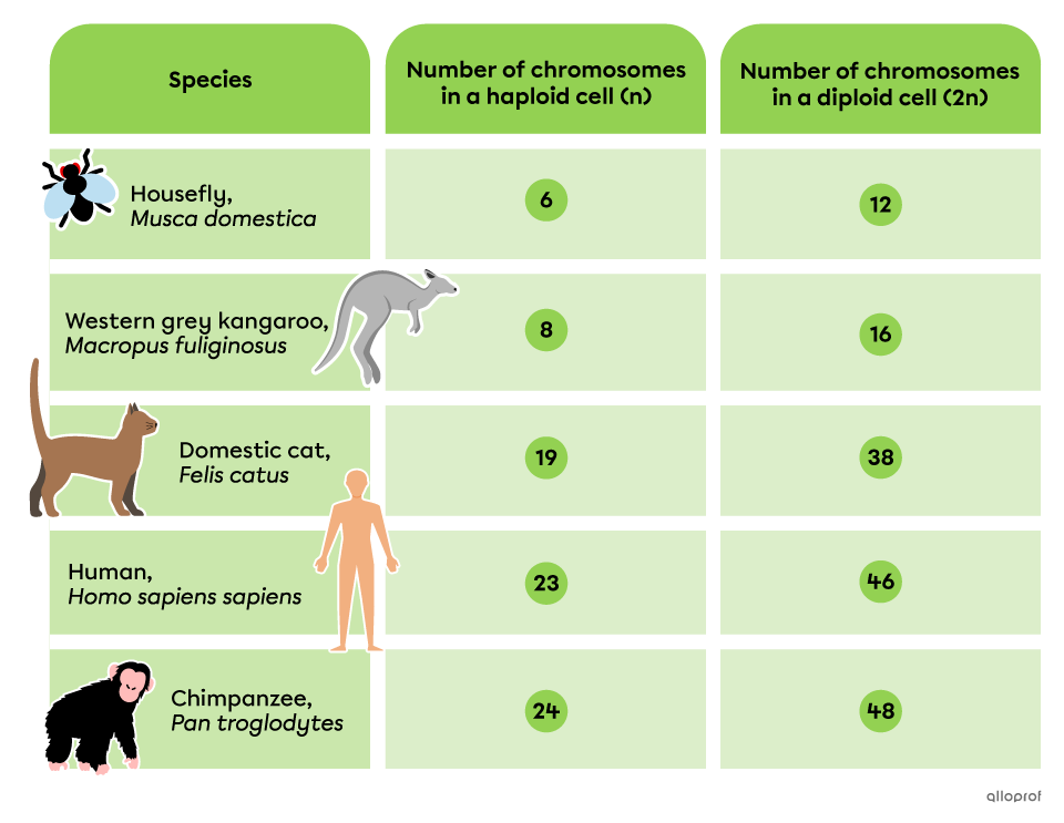 The number of chromosomes in haploid (n) and diploid (2n) cells is as follows: 6 and 12 in houseflies, 8 and 16 in western grey kangaroos, 19 and 38 in domestic cats, 23 and 46 in humans and 24, and 48 in chimpanzees.