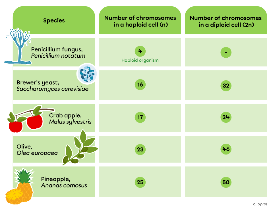 The number of chromosomes in haploid (n) and diploid (2n) cells is as follows: 6 in penicillium fungus (haploid organism), 16 and 32 in brewer’s yeast, 17 and 34 in crab apples, 23 and 46 in olives, and 25 and 50 in pineapples.