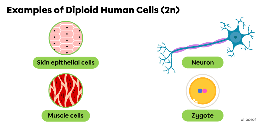 Skin cells, neuron, muscle cells and zygote.