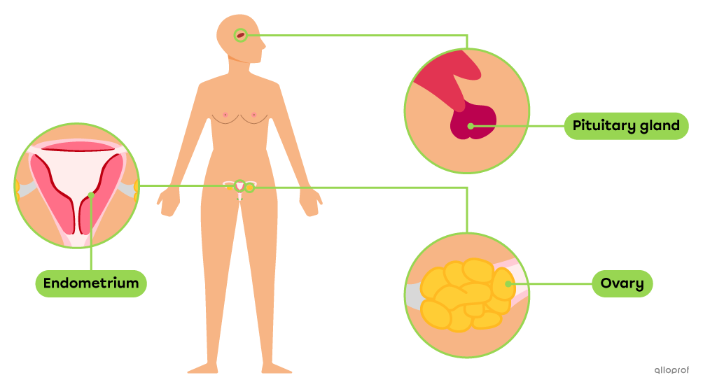 The pituitary gland, located in the brain, and the ovaries and endometrium, located in the female reproductive system, are structures involved in the ovarian and menstrual cycles.
