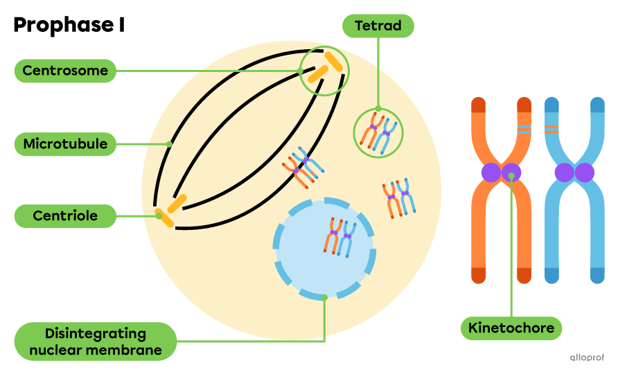 During prophase 1, replicated chromatin aligns into tetrads of homologous chromosomes and these are released into the cytoplasm.