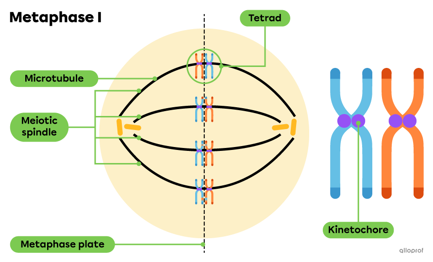 The tetrads are aligned in the centre of the cell along the metaphase plate.