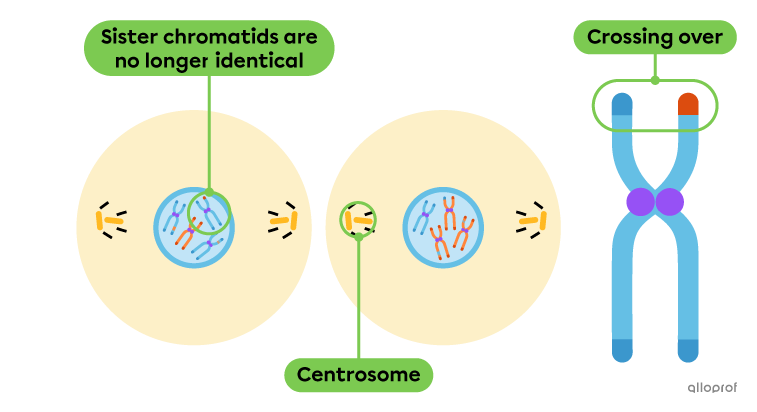 Two genetically distinct daughter cells.