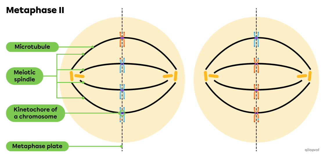 The sister chromatids are aligned in the centre of the cell along the metaphase plate.