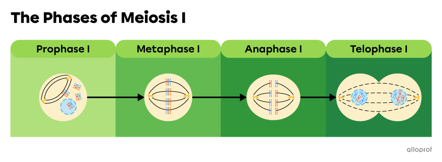 Prophase 1, metaphase 1, anaphase 1 and telophase 1 are the phases of meiosis 1.
