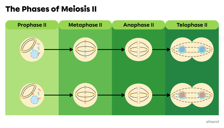Prophase 2, metaphase 2, anaphase 2 and telophase 2 are the phases of meiosis 2.
