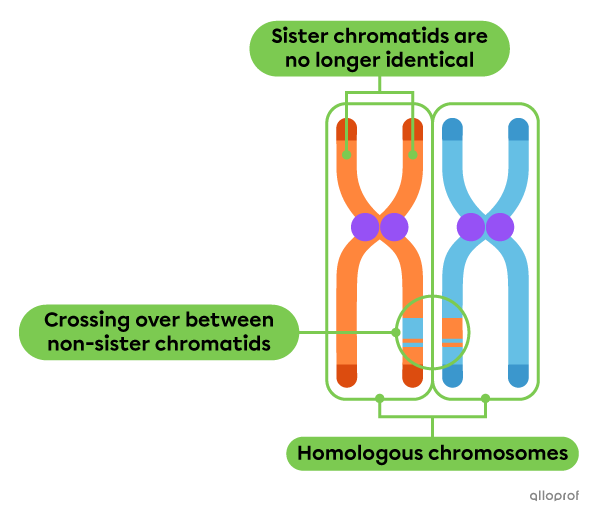 The Phases of Meiosis (Advanced Concepts) | Secondaire | Alloprof