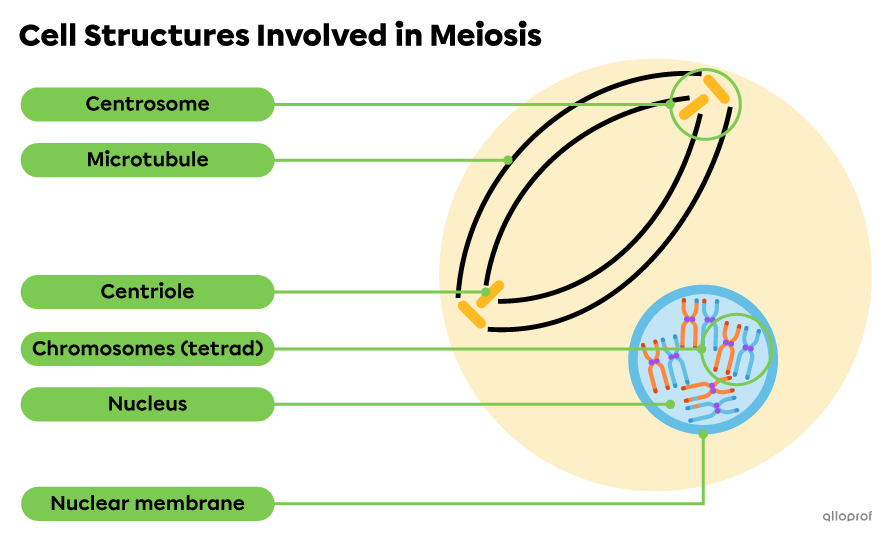 Centrosomes, centrioles, microtubules, the nuclear membrane and the nucleus are cell structures involved in meiosis.
