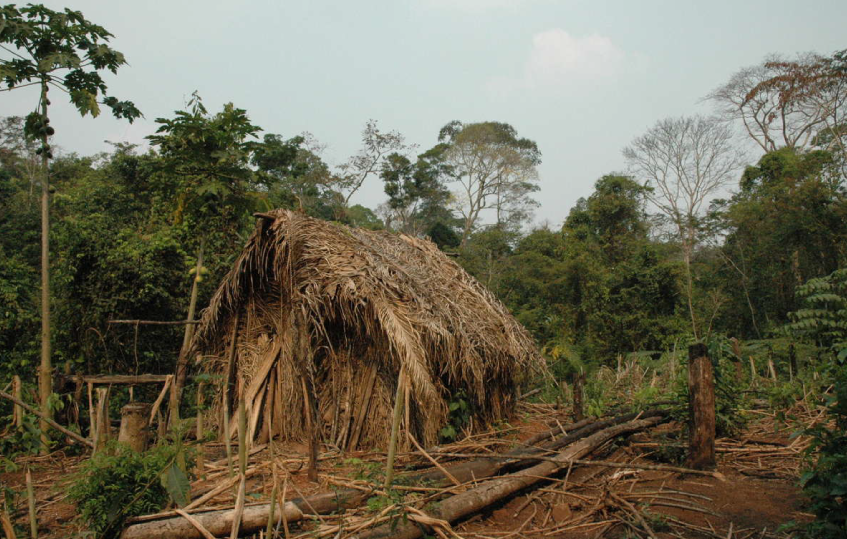 Photographie de la hutte et du jardin d’un homme de l’Amazonie.