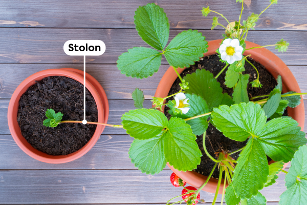 The strawberry plant can reproduce by cloning (layering).