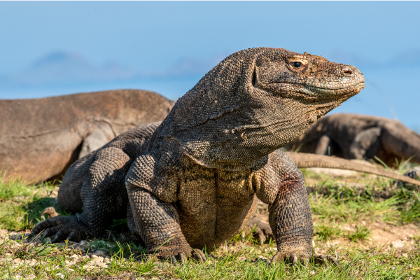 Komodo dragons can reproduce by natural cloning (asexual reproduction).