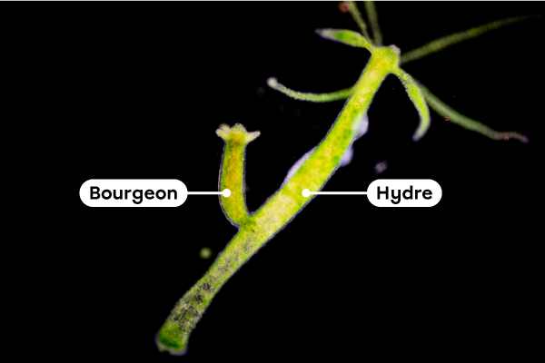 Les hydres peuvent se reproduire par clonage (bourgeonnement).