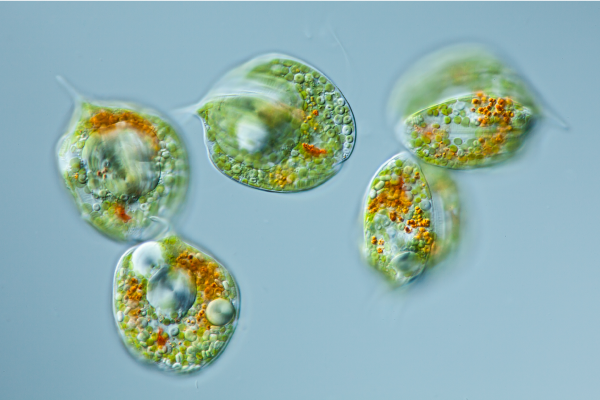 The unicellular algae Phacus pleuronectes reproduces by natural cloning (scissiparity).
