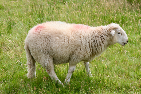 Dolly the Sheep was the first mammal cloned from somatic cells.