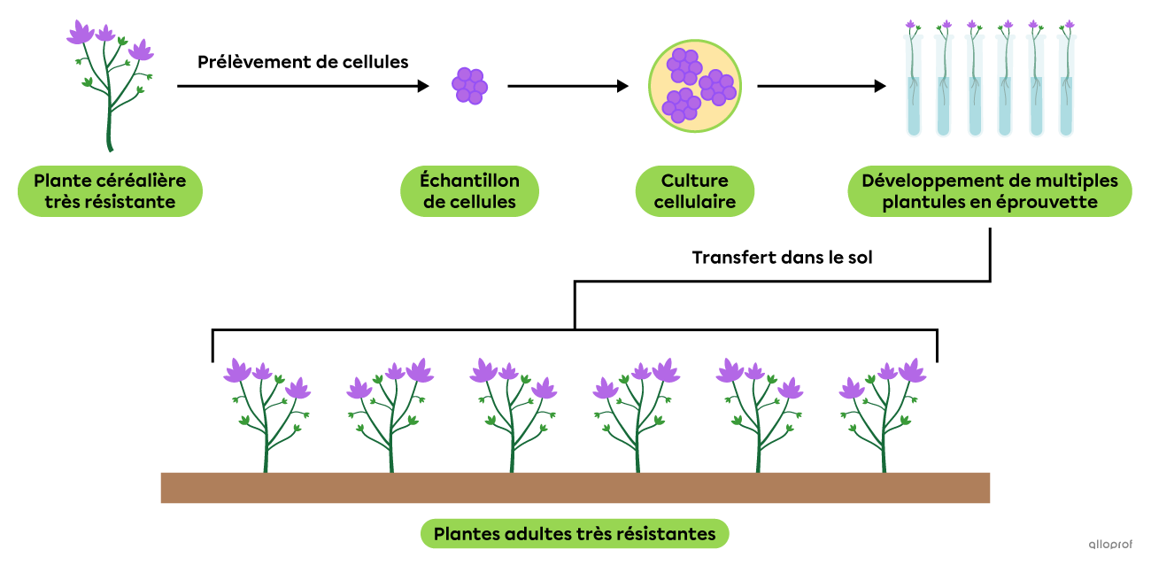 Le clonage d’une plante céréalière.