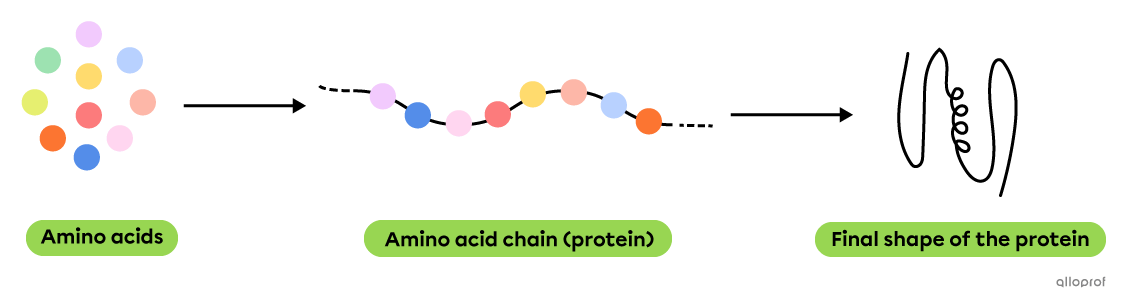 Proteins are made of amino acids and have a specific three-dimensional shape.