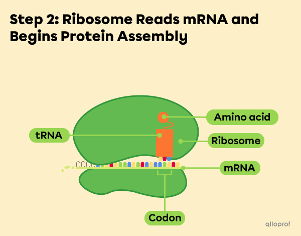 Step 2: The ribosome reads the mRNA and binds the corresponding tRNA.