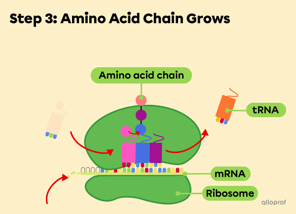 Step 3: The amino acid chain grows.