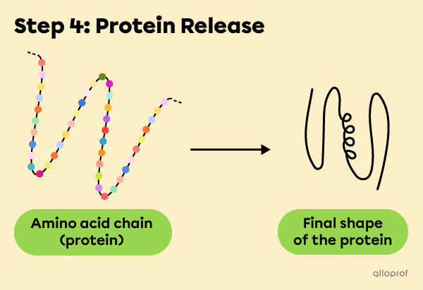 Step 4: The protein is released and it folds to assume its final 3D shape.